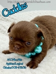 Stunning Tiny AKC Longcoat Applehead Male Chihuahuas
