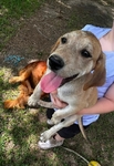 Lab mix puppies FREE