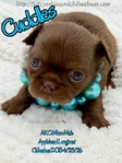 Stunning Tiny AKC Longcoat Applehead Male Chihuahuas