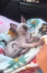 Male Sphynx kitten