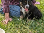 Mini Australian Shepherd Puppy