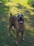 Female Cane Corso!