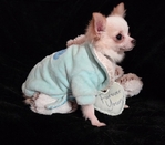 Tiny longcoat chihuahua male / Shorkie  Female