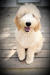 Goldendoodles