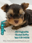 AKC Micro Male Chocolate Parti & Chocolate & Tan Yorkies