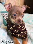 Absolutely Stunning Male Lilac & Tan Chihuahua