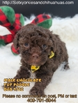 Micro Male Chocolate Toy Poodle