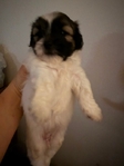 Shih Tzu puppies