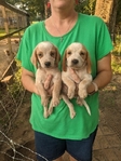 AKC Reg. Beagle pups
