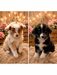 Toy Aussies