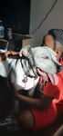 Pitbull Heeler mix