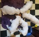 AKC White Labrador Puppies