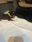 AKC Chihuahuas