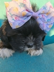 Shih Tzu puppies