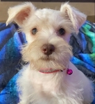 CKC miniature schnauzer