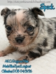 AKC Merle Longcoat & Blue Chihuahuas