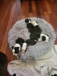 Boston Terrier Puppies