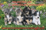AKC Valentine Applehead Chihuahuas