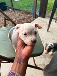 Pocket Bullies