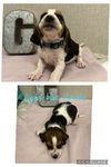 Basset hounds puppies