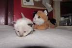 Ragdoll kittens for sale