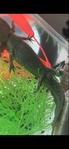 Axolotl’s