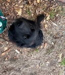 Female Boarder collie to good home