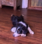 Loving Australian Shepherd