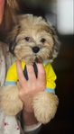 Teddy Bear Blue Eyes Maltese Poodle toy
