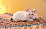 Girl Kitten Friendly Affectionate Purrs