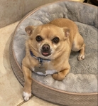 Lovable Male Chihuahua