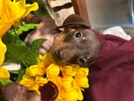 Dachshund puppies