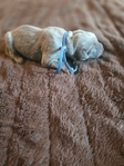 Formentino Cane Corso Puppies!