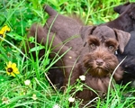 AKC Toy/Miniature Schnauzer Male Puppies