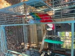 Macaw Parrot
