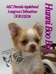 AKC Applehead Longcoat Chihuahuas