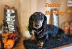 AKC Mini Long-Haired Dachshund Puppies - 5 Available FEB 9