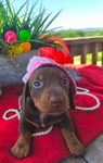 Beautiful Dauschund puppies ( 2 different  litters)