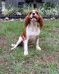King Charles Cavalier