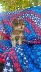 YorkiPoo  female  $700