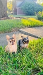 Chihuahua puppies in Houston Clear Lake