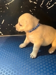 English Bred Yellow Labrador Puppies Available