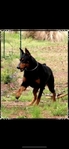 Doberman Puppies for sale