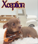 AKC Stunning Lilac & Tan male Chihuahua