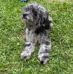 Cockapoo puppy