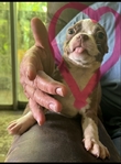 Boston Terrier
