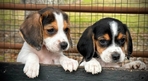 Beagle Puppies 6 Weeks
