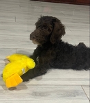 Goldendoodle Puppies - A few left