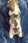 CKC Mini Schnauzer Pups!