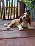 Cavalier King Charles